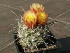 Sclerocactus pubispinus 100 usato  Spedire a Italy