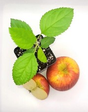 Envy apple seedlings for sale  Bangor