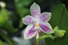 Phalaenopsis blue ludde for sale  SHREWSBURY