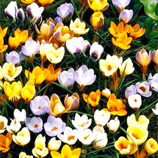 100 mixed crocus for sale  WISBECH