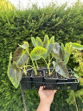 Colocasia royal hawaiian d'occasion  Calais
