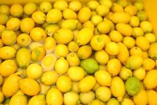 Limoncello zitronen exotische gebraucht kaufen  Jessen