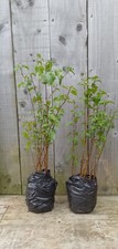 Silver birch trees for sale  GALASHIELS