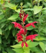 Herb salvia elegans for sale  LONDON