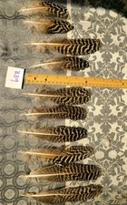 Peacock speckled wing for sale  Goodyear