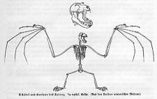 Skelett anatomie kalong gebraucht kaufen Skelett anatomie kalong gebraucht kaufen  Lauenburg/ Elbe