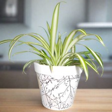 Spider plant chlorophytum for sale  COALVILLE