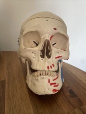 Scientific human skull for sale  SEVENOAKS