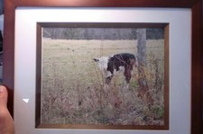 Horizontal home decor for sale  Westport