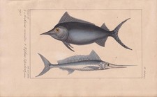 1834 swordfish fish for sale  BIDEFORD