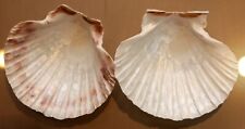 Scallop shells medium for sale  NORTHWOOD