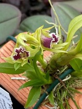 Dendrobium langbianense orchid usato  Spedire a Italy