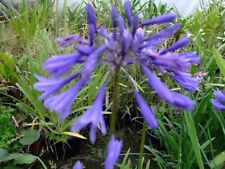 Agapanthus navy blue for sale  IPSWICH