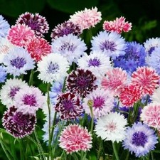 Cornflower bachelor button for sale  Sevierville