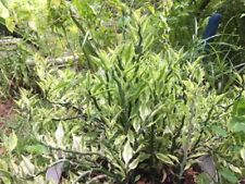 Devil backbone euphorbia for sale  Cape Coral