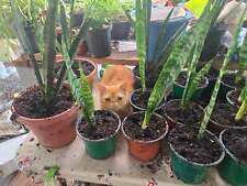 Snake plant aka for sale  Old Town