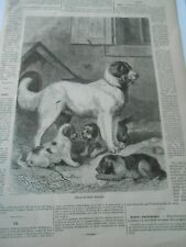 Gravure 1876 chiens d'occasion  La Verpillière