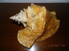 Muschel gebraucht kaufen  München