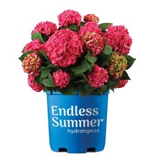 Gallon hydrangea summer for sale  Lathrop