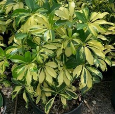 Variegated schefflera plant for sale  Seffner