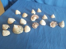 Lotto conchiglie tectus usato  San Martino Dall Argine