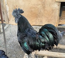 Uova ayam cemani usato  Quartu Sant Elena