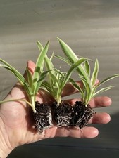 Spider plant plugs for sale  SPALDING