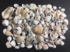 Pounds small cockle for sale  Marietta