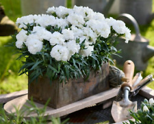 Carnation chabaud white for sale  FERRYHILL