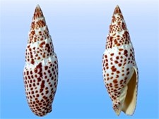 Mitridae mitra papalis usato  Roma