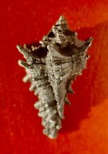 Murex miocene gastropod for sale  Shipping to Ireland