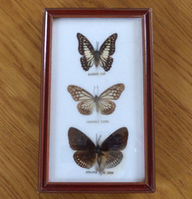 Cadre papillons entomologie d'occasion  Marigny