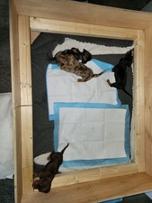Puppy whelping box for sale  ROCHDALE