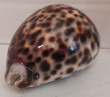 Tiger cowrie seashell for sale  Neosho
