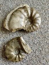 Mineralien & Fossilien gebraucht kaufen  Weil am Rhein