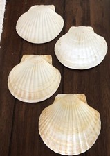 Extra large scallop for sale  Temecula