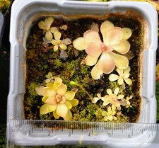 Young mexican butterwort for sale  BURY