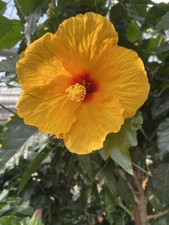 Hibiscus moscheutos sumpfeibis gebraucht kaufen  Sulzbach-Rosenberg