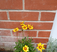 coreopsis for sale coreopsis for sale SOUTHAMPTON