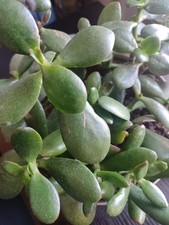 Jade crassula ovata for sale  West Warwick