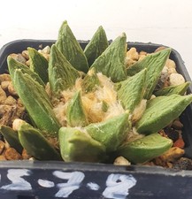 Ariocarpus scapharostrus sulle usato  Spedire a Italy
