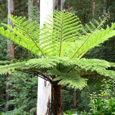 Scaly tree fern for sale  Shipping to United Kingdom