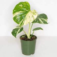 Thriving monstera thai for sale  ANTRIM