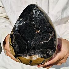 6.27lb natural turtle for sale  Burlington