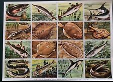 Planche pédagogie poissons d'occasion  Saint-Léger-sur-Dheune