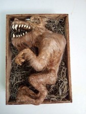 Werewolf fetus sideshow for sale  Gainesville