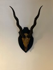 Taxidermy mounted indian for sale  WIGAN