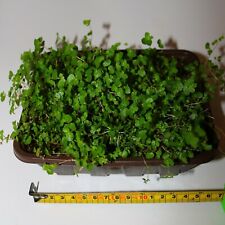 Mind business babys for sale  ROCHESTER