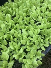 Lettuce year multi for sale  VENTNOR