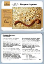 European lugworm 97.18 for sale  SLEAFORD